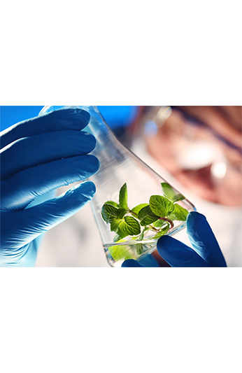 Camera di prova ambientale per la biologia